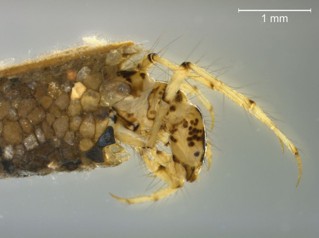 Mystacides longicornis